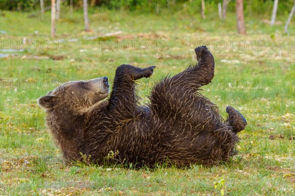 European Brown bear