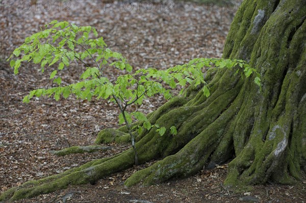 European hornbeam