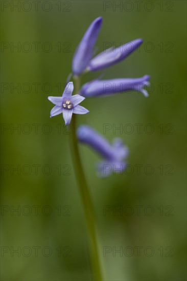 Bluebell