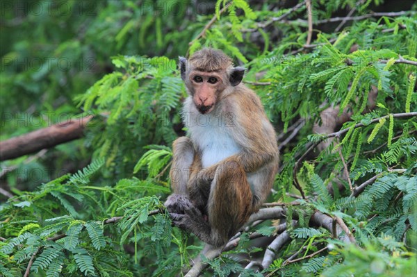 Toque macaque