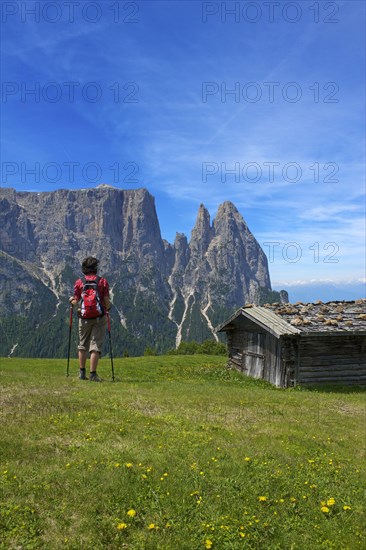 Alpine pasture on the Alpe di Siusi with Sciliar