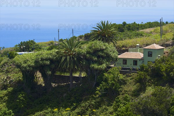 Dragon trees on the north coast of La Palma