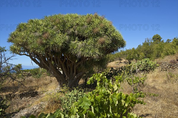 Dragon tree on the north coast