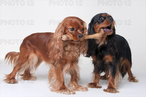 Cavalier King Charles Spaniel