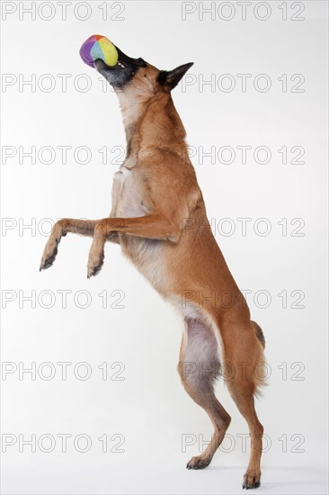 Malinois