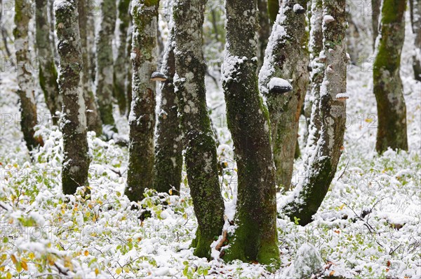 Deciduous forest