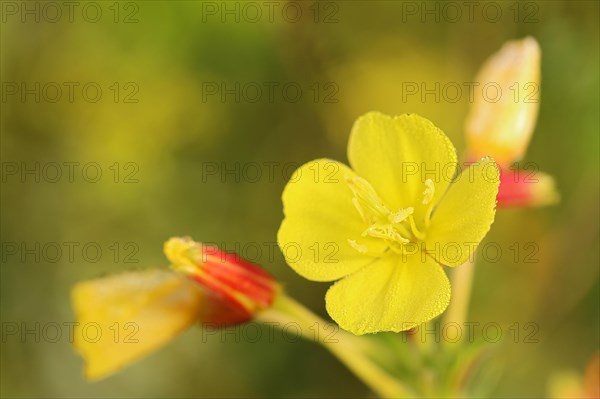 Common Common evening primrose