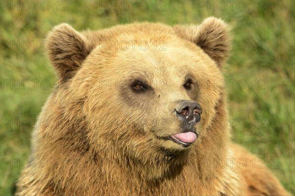 Brown bear