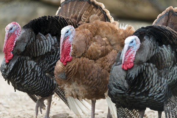 Domestic turkeys