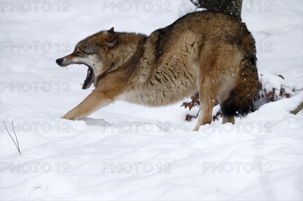 European Gray wolf