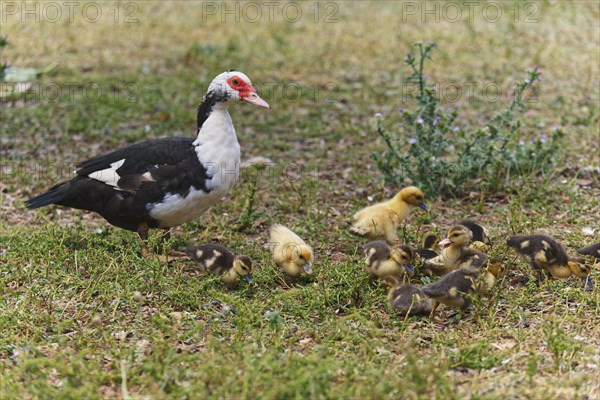 Ducklings with mother