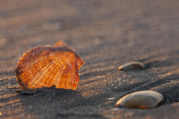 Small pilgrim mussel