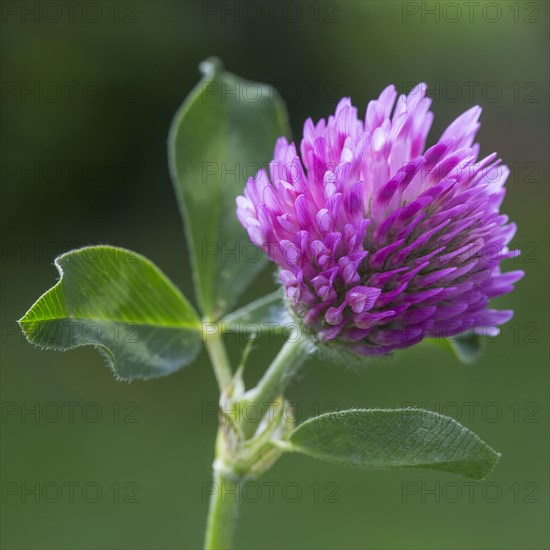 Red Clover