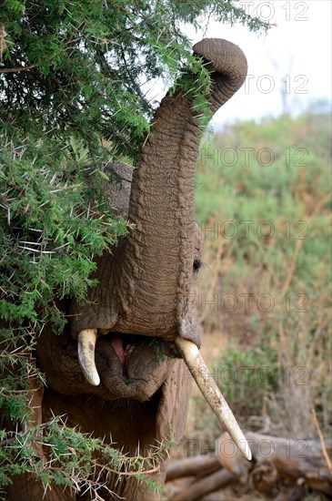 African elephant