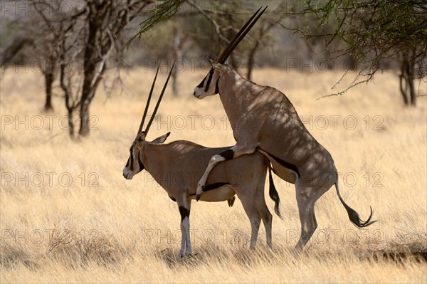 East African oryx