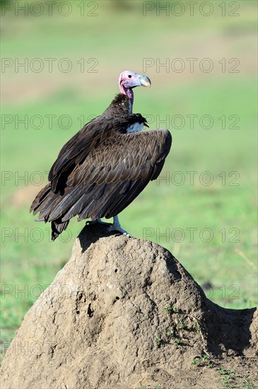 Lappet faced vulture