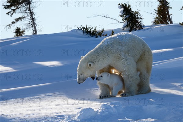 Female polar bear