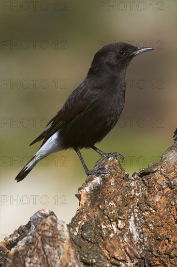 Black Wheatear