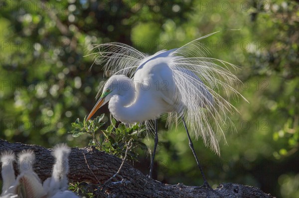 Great egret