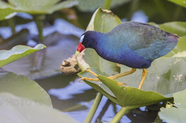 American purple gallinule