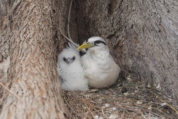 White-tailed tropicbird