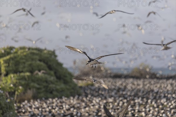 Russian Tern