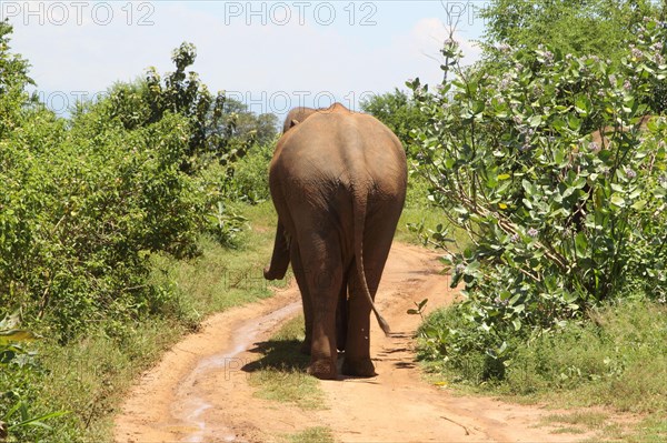 Asian elephant