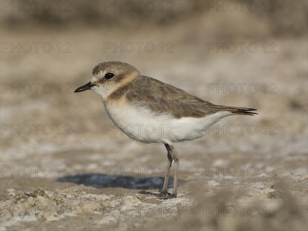 Kentish plover