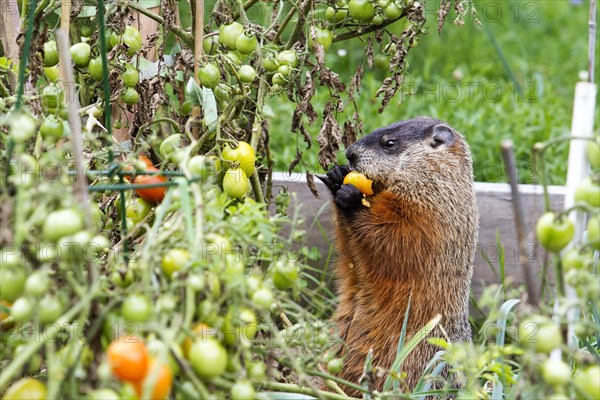 Marmot eating tomatoes in a garden