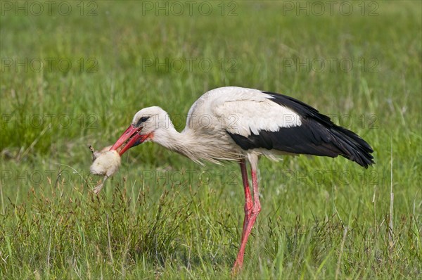 Weissstorch