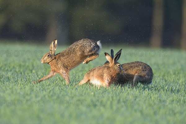 European Hare