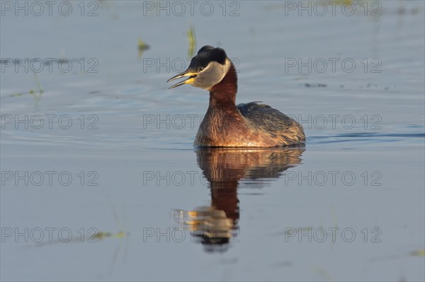 Red-necked grebe