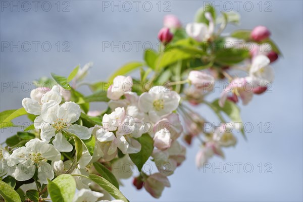 European crab apple