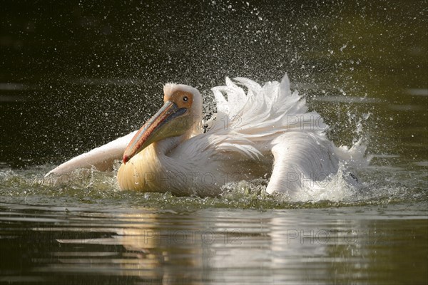 White Pelican