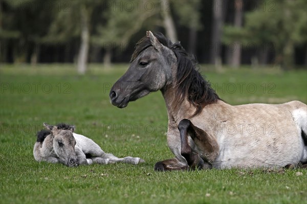 Wild Horse Duelmen