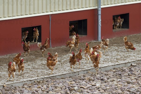 Domestic Chickens