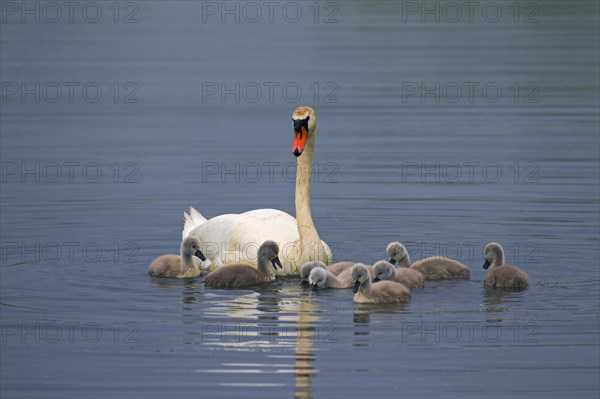 Mute swan