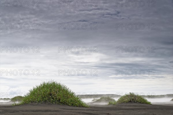 Little hills of grass in fog