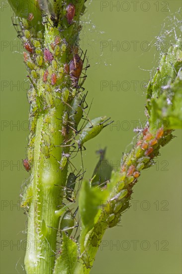 Green aphids