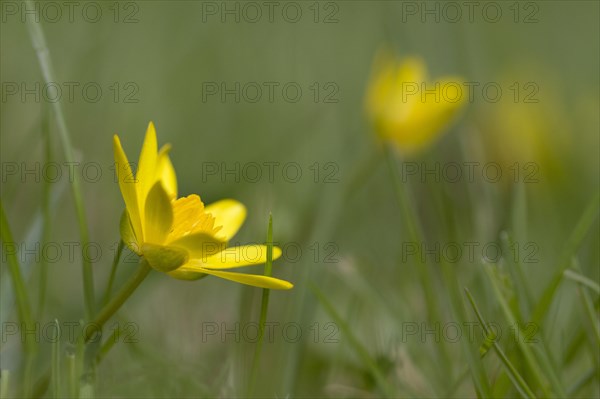 Lesser celandine