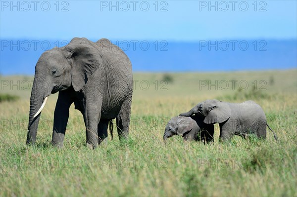 Female african elephant