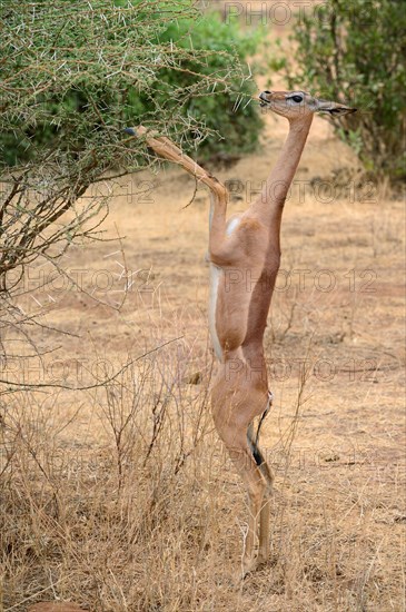 Gerenuk