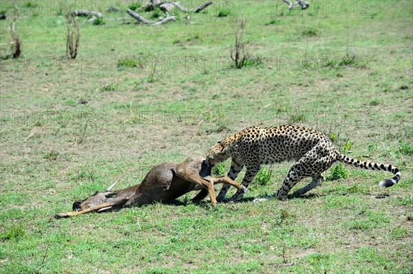 Cheetah