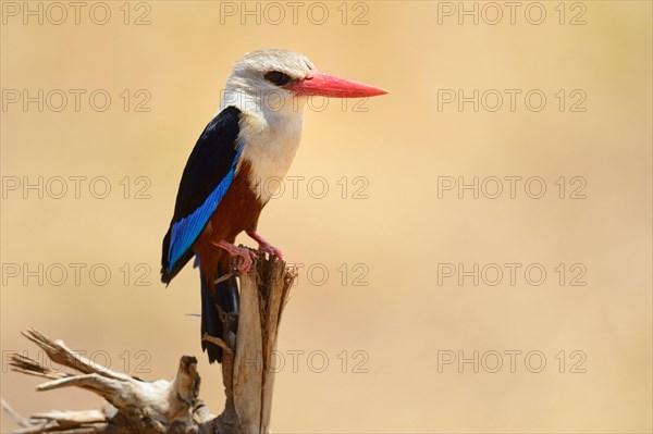 Grey-headed kingfisher