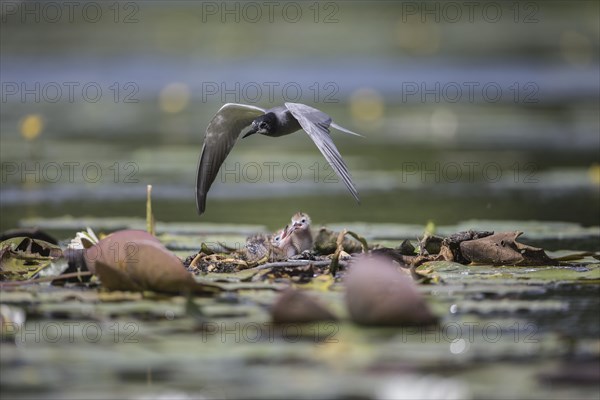 Black tern