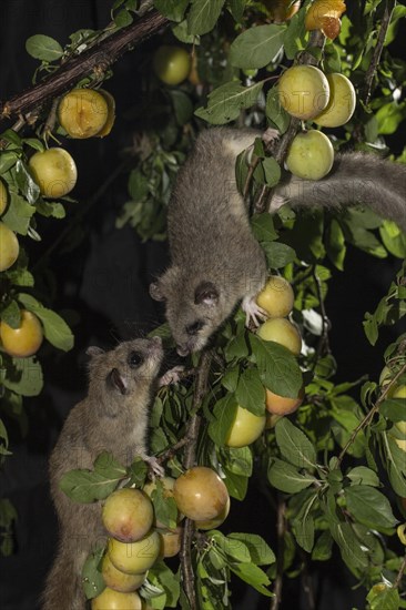 Edible dormouse