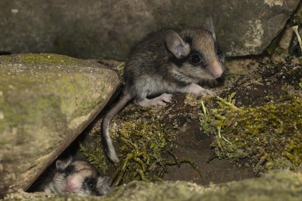 Two garden dormice