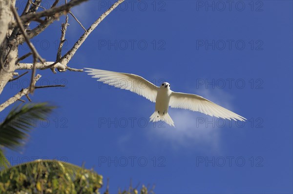 White tern