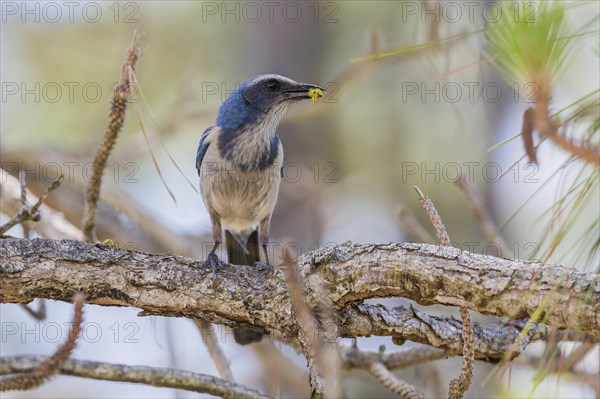 Florida Jay