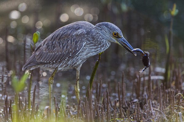 Crab Heron